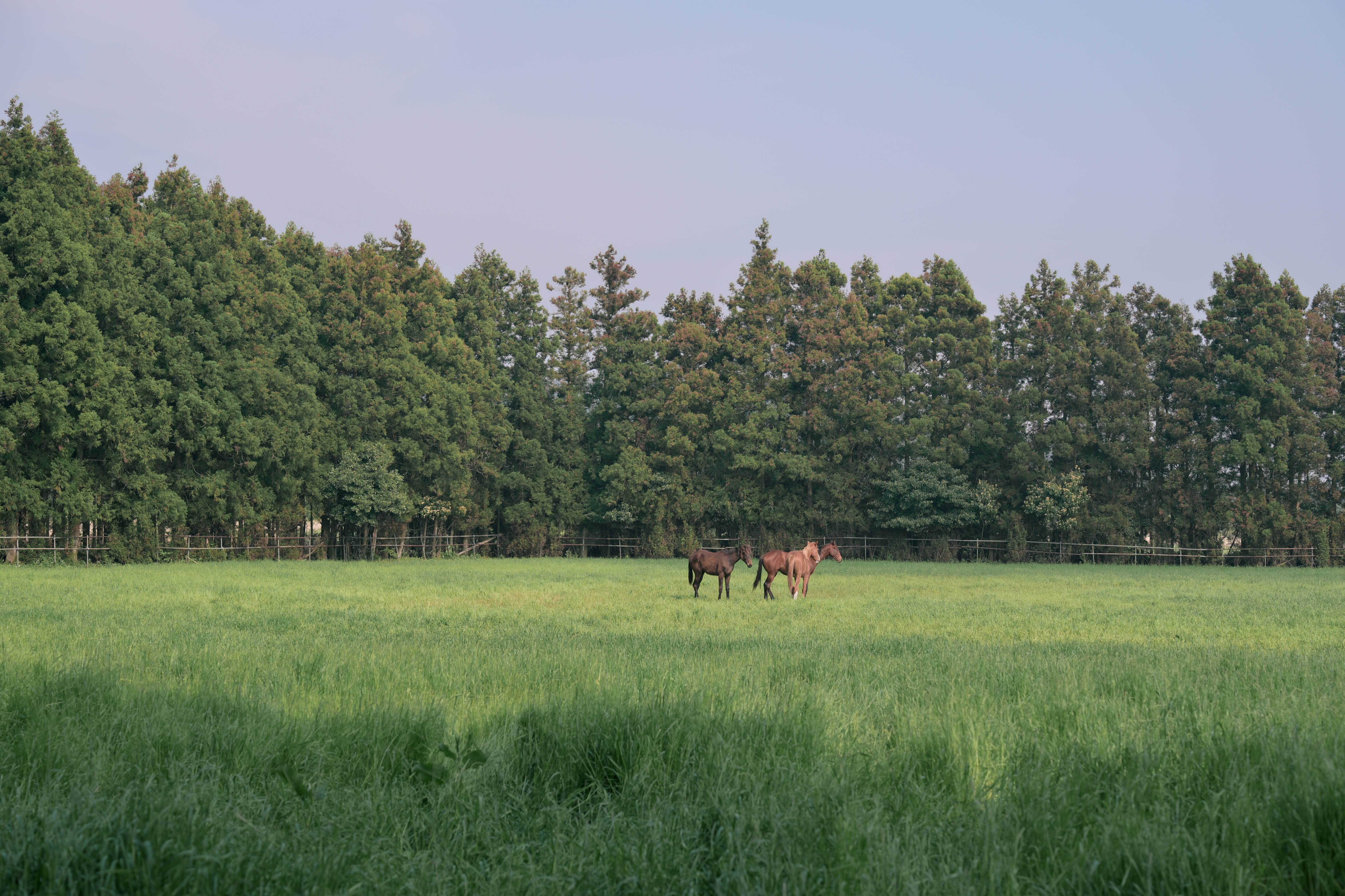 Horses grazing in a green Jeju pasture